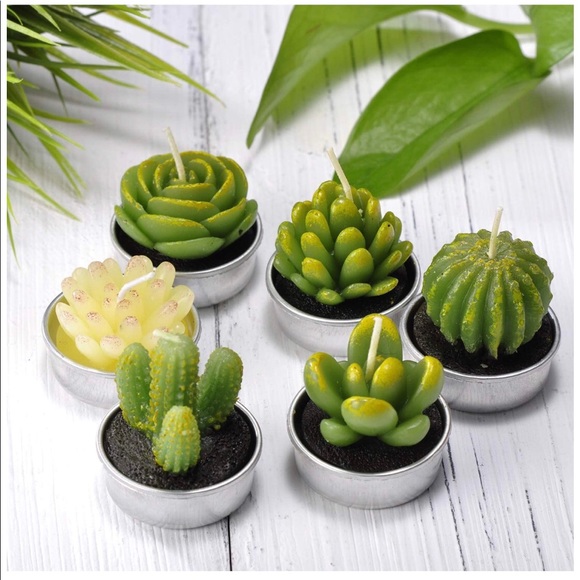 Aura Rose Candles Other - 🌱NWT Succulent Candles🌱